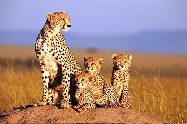 Cheap flights to Entebbe