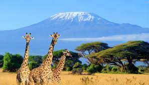 Cheap flights to Kilimanjaro