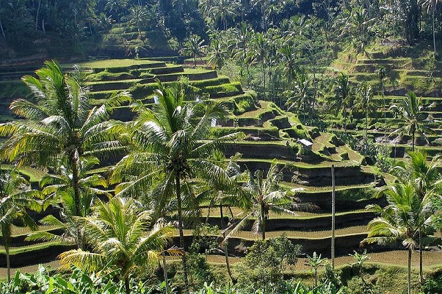 Cheap flights to Bali